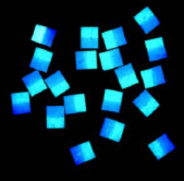 Fixonell Attractors Mini Gum